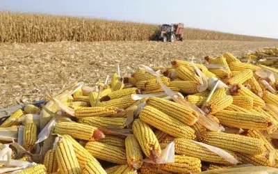 Alta nos preços do milho é impulsionada pela baixa nos estoques