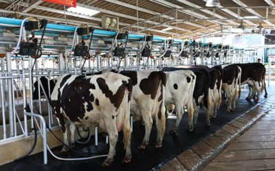 Alta no preço do leite, importações estáveis e exportações quadruplicadas