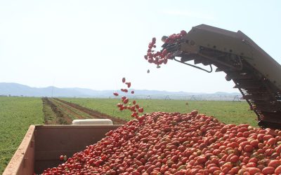Pesquisa identifica Nematoide nocivo ao tomate