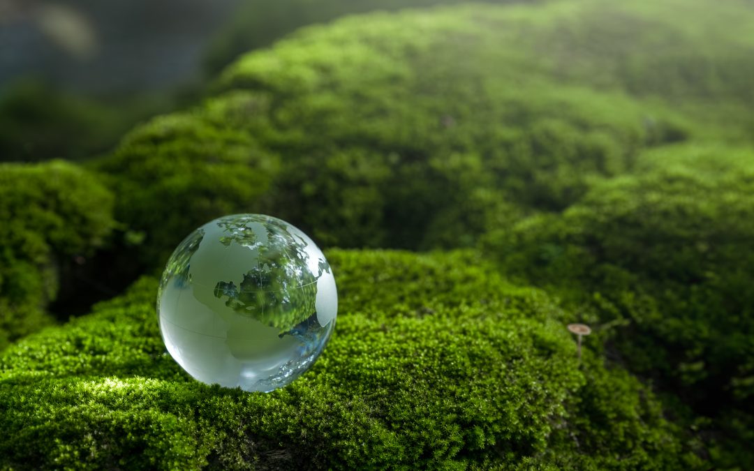 Dia Mundial do Meio Ambiente: Brasil Destaca-se na Preservação com Código Florestal e Setor Cafeeiro