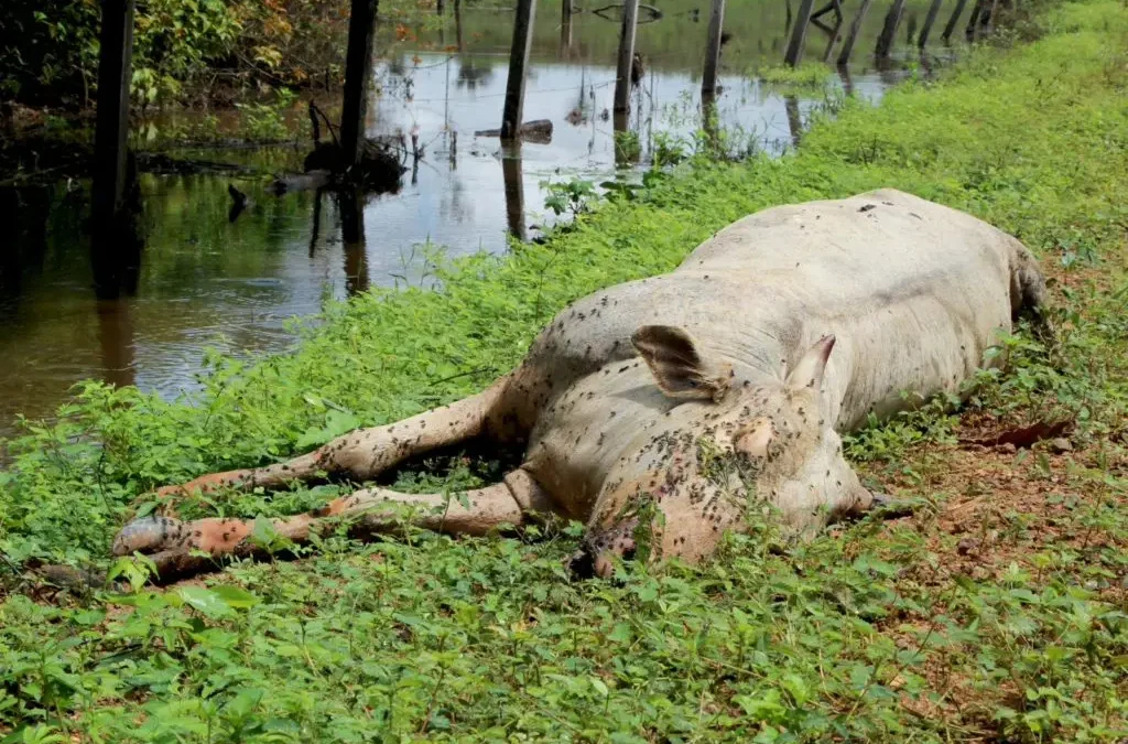 Clima: mais de seis mil animais morrem por estiagem em Roraíma