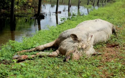 Clima: mais de seis mil animais morrem por estiagem em Roraíma