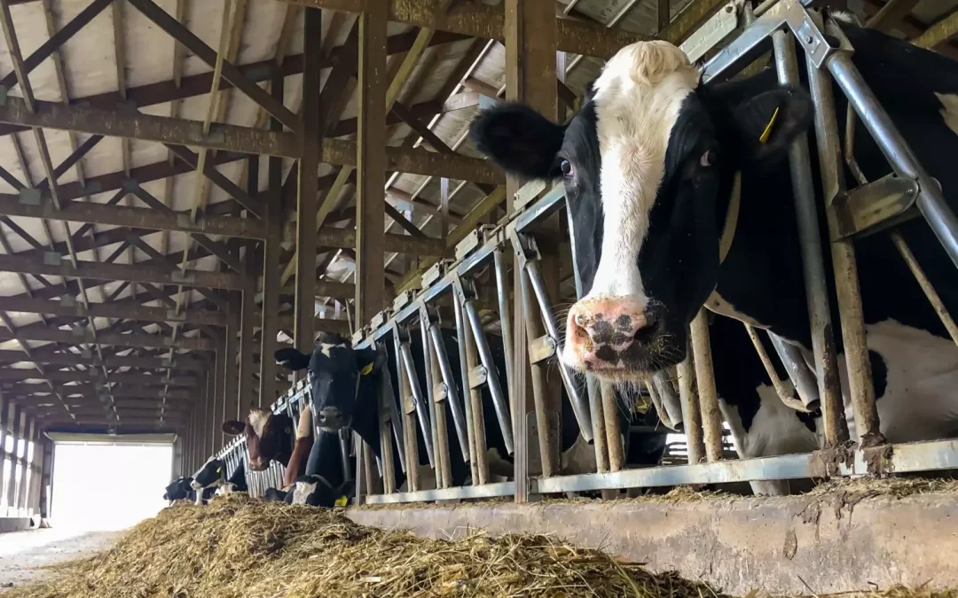 Preço do leite sobe em setembro e Brasil registra queda de 65% nas exportações