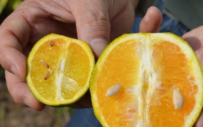 Greening avança até 70% em algumas regiões brasileiras