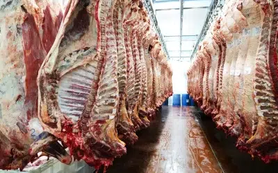 China: mudança no consumo de carne pode impactar a pecuária brasileira?