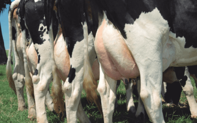 Queda no preço do leite ao produtor e recuo nas exportações