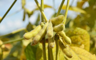 Embrapa avança estudos para certificar produção de soja baixo carbono