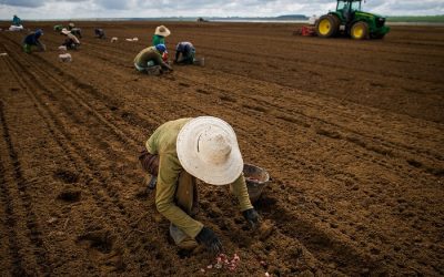 Agro brasileiro bate recorde na geração de empregos