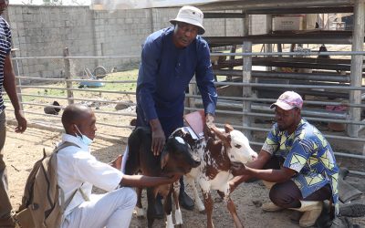 Brasil ajuda Nigéria a aumentar produção de leite com raça Girolando