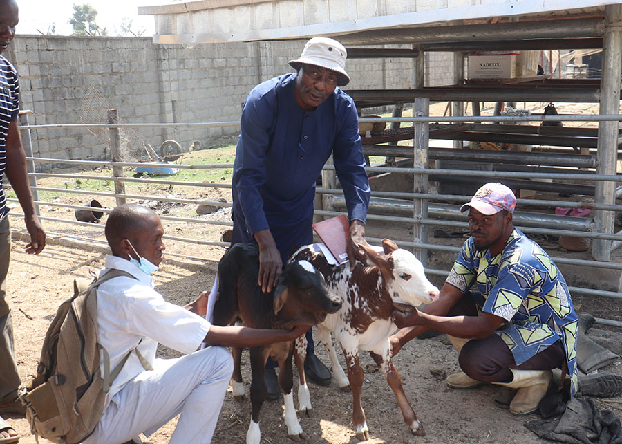 Brasil ajuda Nigéria a aumentar produção de leite com raça Girolando