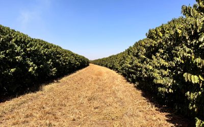 Chuvas irregulares e altas temperaturas desafiam cafeicultura em outubro