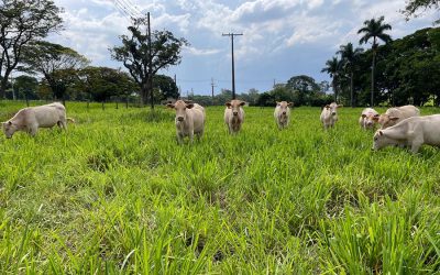 Embrapa desenvolve protocolo para intensificação sustentável da pecuária de corte