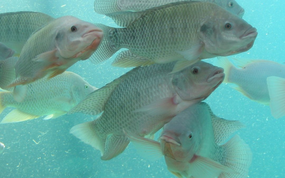 Exportações brasileiras de piscicultura seguem crescendo