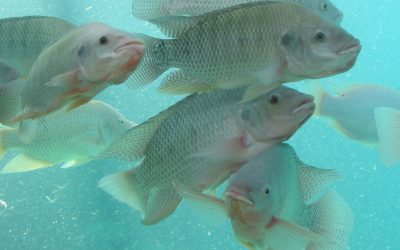 Exportações brasileiras de piscicultura seguem crescendo