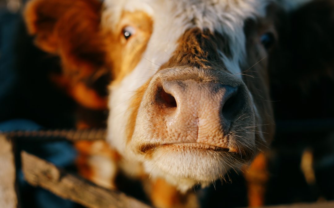 Bovinos: confinamento cresce 32% mesmo com queda no preço da arroba