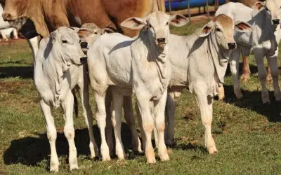 Demanda aquecida: oferta recorde de carne bovina marca início de 2025