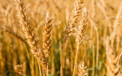 Trigo tem maiores cotações do ano em abril