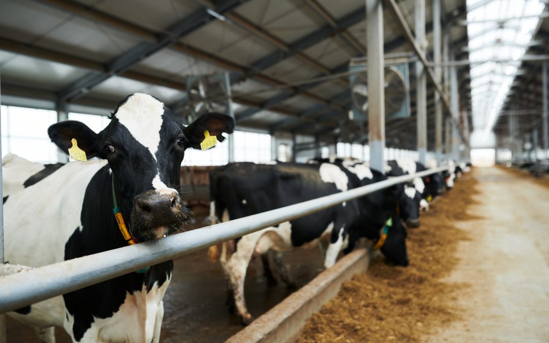 Brasil importa 204 milhões de litros de leite em novembro