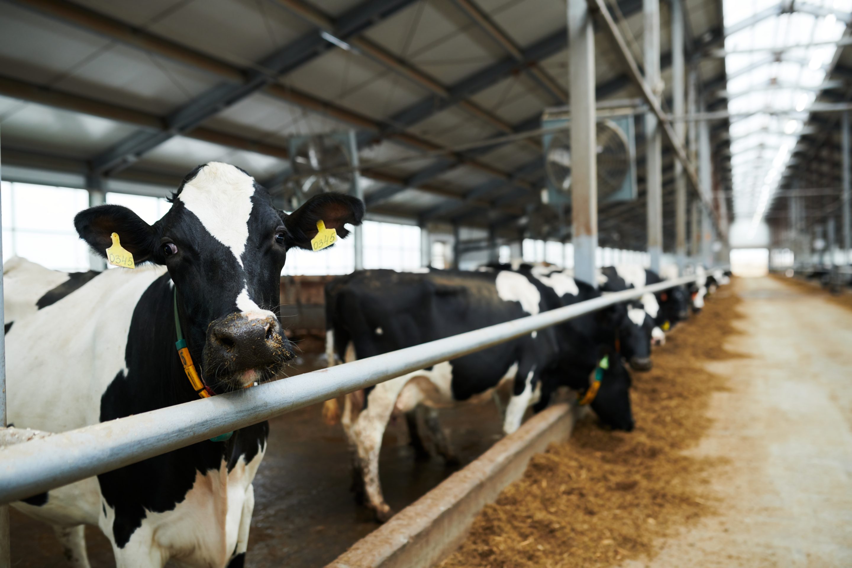 Selective focus on black-and-white milk cow looking at camera