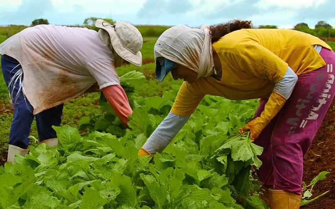 Embrapa promove capacitação técnica em países africanos