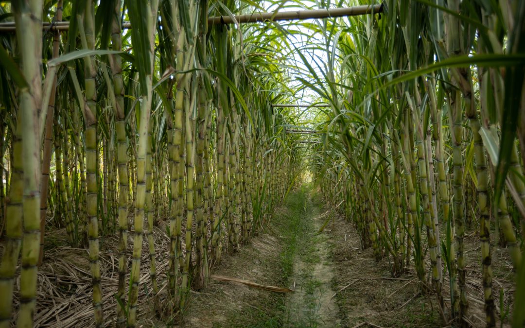 Conab estima safra da cana-de-açúcar em 689,8 milhões de toneladas