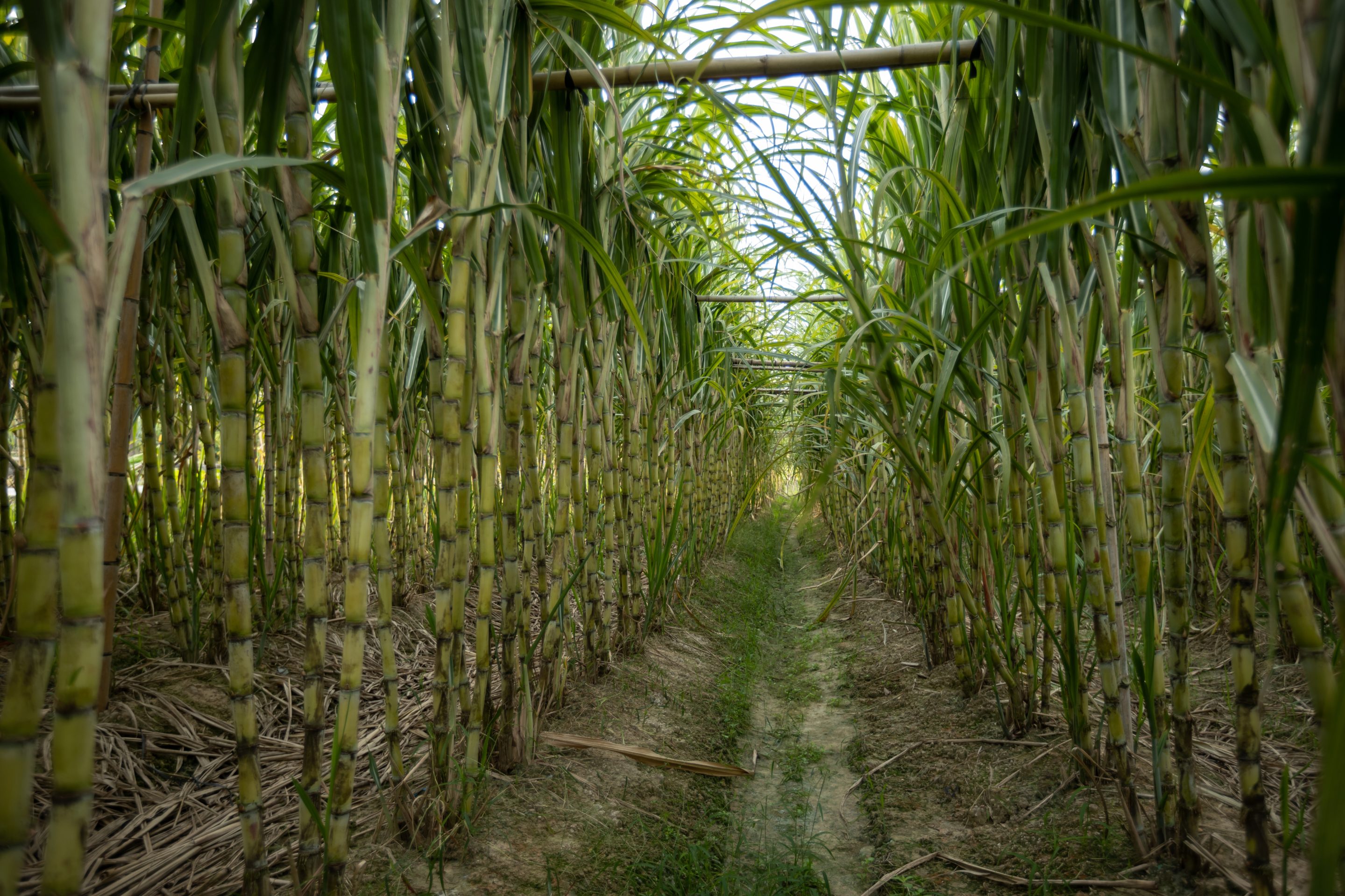 Sugarcane field with plants growing