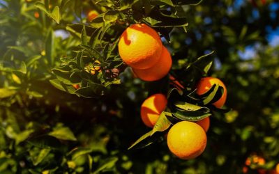 Queda nos preços da laranja de mesa e alta na lima ácida Tahiti em SP