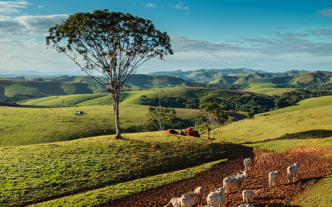 Governo Federal vai destinar mais de 1 bilhão para recuperação de pastagens