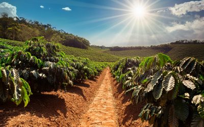 Clima, baixo estoque e demanda alta explicam preços recordes do café