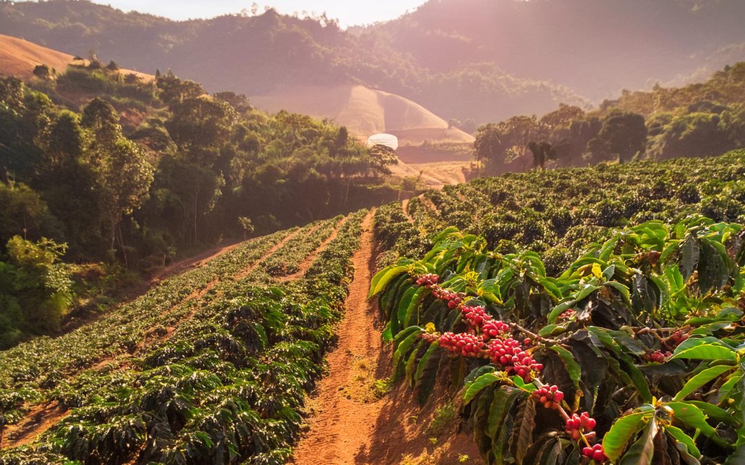 Chuvas não aliviam e déficit hídrico ainda preocupa cafeicultura