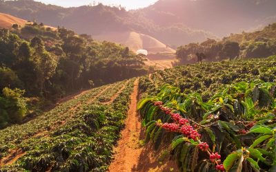 Chuvas não aliviam e déficit hídrico ainda preocupa cafeicultura