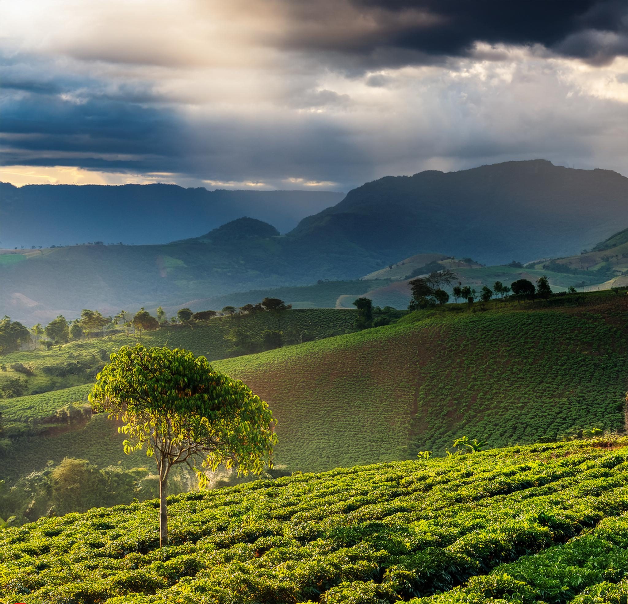 Firefly Temporada de primavera deve trazer chuvas para áreas cafeeiras de Minas Gerais 60380