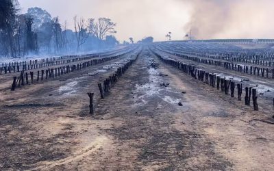 Seca, queimada e déficit hídrico inflamam setor cafeeiro no Brasil