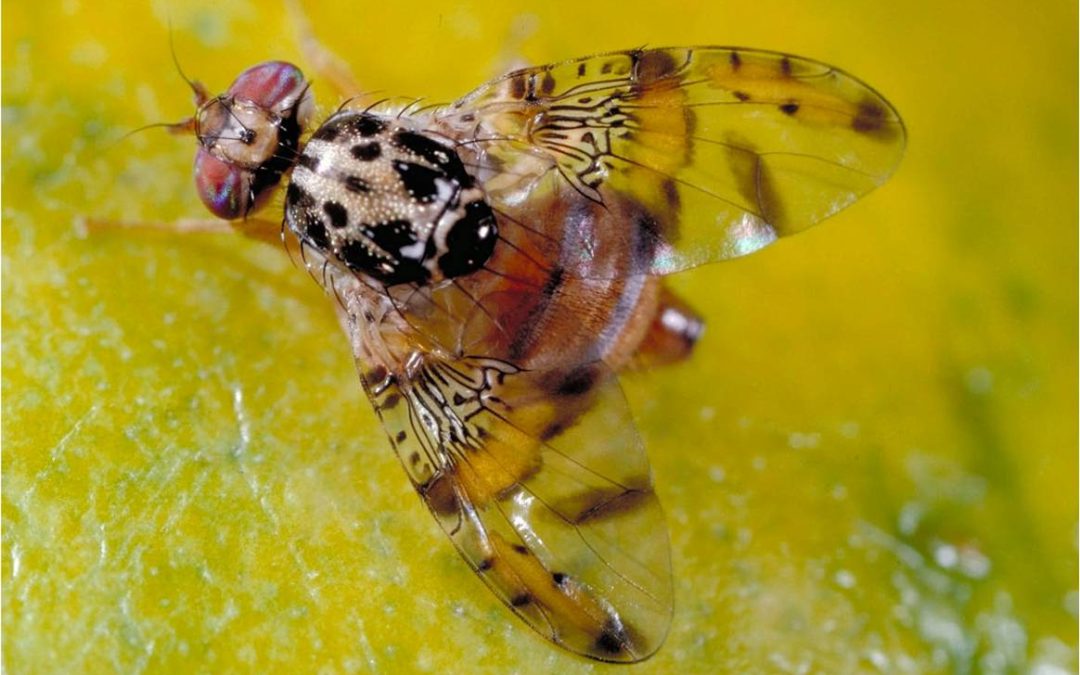 Embrapa mapeia áreas de risco no Brasil para três pragas