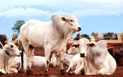 Pecuária de corte no Brasil: cenário positivo, mas com desafios para 2025