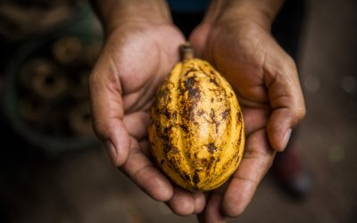 A falta de cacau no mundo e o impacto para o Brasil