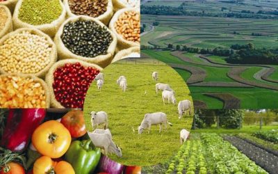 PIB do agronegócio registra nova queda, segundo Cepea