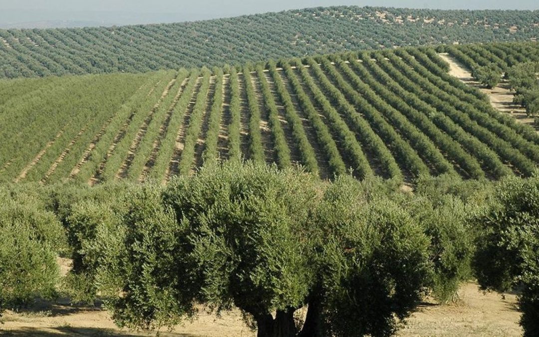 Azeite mineiro fica entre os melhores do mundo