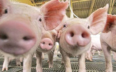 Suinocultura brasileira mantém crescimento e exportações em alta
