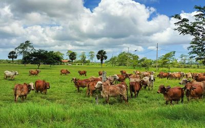 Embrapa: Brasil exporta tecnologia para melhoramento genético de bovinos leiteiros