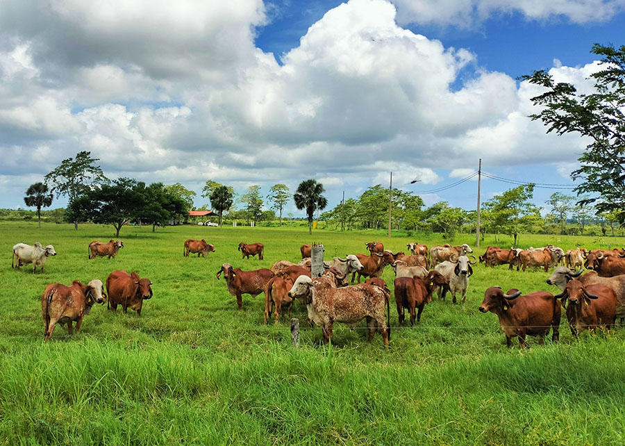 A exportação da genética bovina consolida o Brasil como referência em genética de bovinos leiteiros para regiões de clima tropical Foto: Embrapa