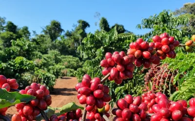 Verão com chuvas nas áreas cafeeiras do Brasil