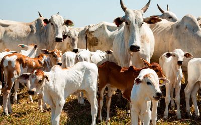 Mercado do boi gordo apresenta estabilidade e perspectiva de alta