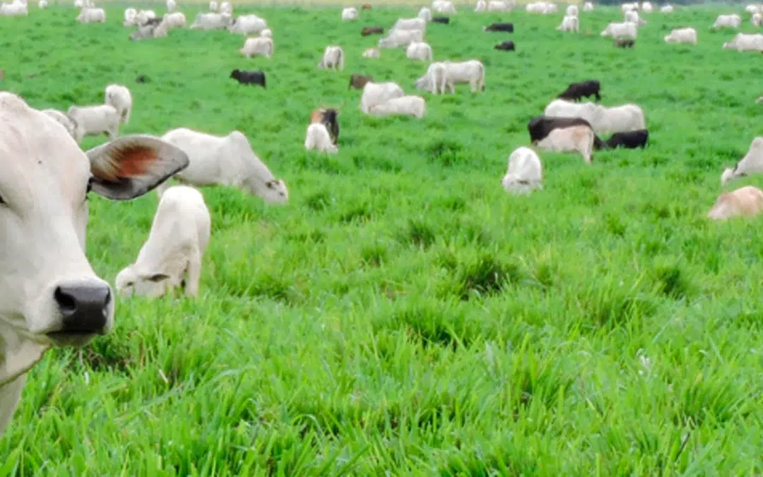 Embrapa  oferta curso de recuperação de pastagens