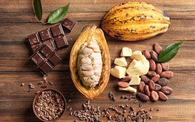 Novo regime tributário poderá impulsionar a produção de cacau