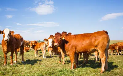 Mercado de carbono e rastreabilidade de bovinos são temas de reunião da CNA