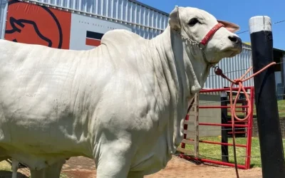 Pecuária será um dos destaques do Show Rural Coopavel de 2025