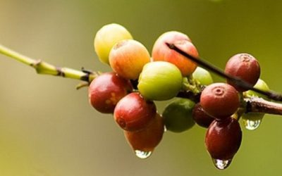 Segunda quinzena de janeiro deve trazer bons volumes de chuvas para regiões cafeeiras