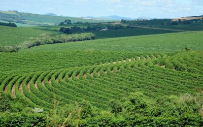 71% das lavouras de café de Minas Gerais foram afetadas pelo clima