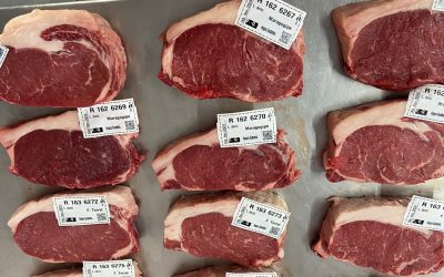 Bovinos: pecuária gaúcha ganha estudo inovador sobre nutrição e criação